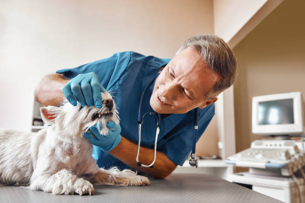 Best Emergency Tooth Extraction  in West Brownsville, PA